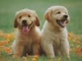 5 most important vaccinations for dogs - Hindi News | 5 most important vaccinations for dogs | Latest lifestyle News at Lokmattimes.com