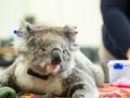 Australian koalas on brink of extinction: Conservationists - Hindi News | Australian koalas on brink of extinction: Conservationists | Latest international News at Lokmattimes.com