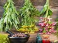 400 medicinal plants have anti-diabetic properties: Researchers - Hindi News | 400 medicinal plants have anti-diabetic properties: Researchers | Latest health News at Lokmattimes.com