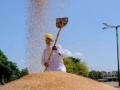 Wheat procurement at all time high, paddy procurement on - Hindi News | Wheat procurement at all time high, paddy procurement on | Latest international News at Lokmattimes.com