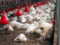 Bird Flu or Inhumane Farming; Animals in Farms are at a Higher Risk of Diseases - Hindi News | Bird Flu or Inhumane Farming; Animals in Farms are at a Higher Risk of Diseases | Latest business News at Lokmattimes.com