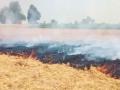 Farmers in Punjab's Bathinda burn stubble, say not left with any other choice - Hindi News | Farmers in Punjab's Bathinda burn stubble, say not left with any other choice | Latest national News at Lokmattimes.com