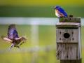 Study: Birds learn to avoid flashy, hard-to-catch butterflies and their lookalikes - Hindi News | Study: Birds learn to avoid flashy, hard-to-catch butterflies and their lookalikes | Latest lifestyle News at Lokmattimes.com