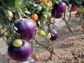 It's a pomato! Scientists grow potato and tomato in one plant - Hindi News | It's a pomato! Scientists grow potato and tomato in one plant | Latest national News at Lokmattimes.com