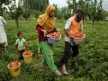Climate change challenges: Knowledge-based cultivation crucial for agri production in J&K - Hindi News | Climate change challenges: Knowledge-based cultivation crucial for agri production in J&K | Latest international News at Lokmattimes.com