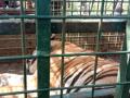Tiger MDT 23 kept in kraal at Mysore Zoo rescue centre, health improving - Hindi News | Tiger MDT 23 kept in kraal at Mysore Zoo rescue centre, health improving | Latest international News at Lokmattimes.com