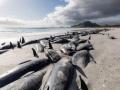 2 back-to-back mass whale strandings on NZ's Chatham Islands - Hindi News | 2 back-to-back mass whale strandings on NZ's Chatham Islands | Latest international News at Lokmattimes.com
