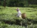 Acute fund crunch forces TN tea plantation corporation to halve cultivation - Hindi News | Acute fund crunch forces TN tea plantation corporation to halve cultivation | Latest international News at Lokmattimes.com