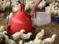 Poultry business in Bihar reels under coronavirus rumours - Hindi News | Poultry business in Bihar reels under coronavirus rumours | Latest national News at Lokmattimes.com