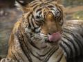 Royal Bengal Tiger roars to glory (International Tiger Day) - Hindi News | Royal Bengal Tiger roars to glory (International Tiger Day) | Latest international News at Lokmattimes.com