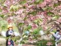 Cherry blossoms fest begins in Meghalaya - Hindi News | Cherry blossoms fest begins in Meghalaya | Latest national News at Lokmattimes.com