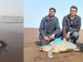 First for western coast of India, Olive Ridley turtle satellite tagged in Maharashtra - Hindi News | First for western coast of India, Olive Ridley turtle satellite tagged in Maharashtra | Latest national News at Lokmattimes.com