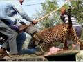 (LEOPARD PACKAGE) As forest cover of the Aravallis shrinks, leopards keep showing up in Gurugram - Hindi News | (LEOPARD PACKAGE) As forest cover of the Aravallis shrinks, leopards keep showing up in Gurugram | Latest national News at Lokmattimes.com