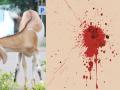 In fight over goats, UP man bites owner’s private parts - Hindi News | In fight over goats, UP man bites owner’s private parts | Latest national News at Lokmattimes.com