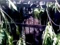 Another leopard trapped near Tirumala temple, 4th in two months - Hindi News | Another leopard trapped near Tirumala temple, 4th in two months | Latest national News at Lokmattimes.com