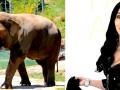 Cher is keenly focusing on saving animals, one elephant at a time - Hindi News | Cher is keenly focusing on saving animals, one elephant at a time | Latest international News at Lokmattimes.com
