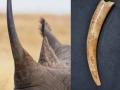 Assam : Rhino horn, elephant tusks seized, five arrested - Hindi News | Assam : Rhino horn, elephant tusks seized, five arrested | Latest national News at Lokmattimes.com