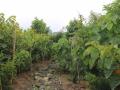 NBRI coming up with third Miyawaki forest in Lucknow - Hindi News | NBRI coming up with third Miyawaki forest in Lucknow | Latest national News at Lokmattimes.com