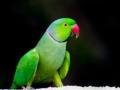 Alexandria Parakeet smuggling: TN forest dept to slap goonda Act against offenders - Hindi News | Alexandria Parakeet smuggling: TN forest dept to slap goonda Act against offenders | Latest national News at Lokmattimes.com