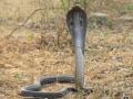 Deadly cobra comes home for dinner! - Hindi News | Deadly cobra comes home for dinner! | Latest national News at Lokmattimes.com