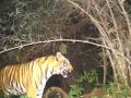 3 women killed in tiger attacks in separate incidents in UP forest - Hindi News | 3 women killed in tiger attacks in separate incidents in UP forest | Latest national News at Lokmattimes.com