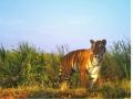 Lost & not found: Mystery of Rajasthan's missing tigers remains unsolved - Hindi News | Lost & not found: Mystery of Rajasthan's missing tigers remains unsolved | Latest national News at Lokmattimes.com