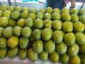 Mango growers to incur unprecedented losses - Hindi News | Mango growers to incur unprecedented losses | Latest national News at Lokmattimes.com