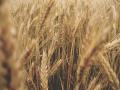Research finds new way to grow cereal crops with less fertilizers - Hindi News | Research finds new way to grow cereal crops with less fertilizers | Latest lifestyle News at Lokmattimes.com