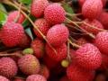 Centre forms expert panel to protect litchi crop in Bihar - Hindi News | Centre forms expert panel to protect litchi crop in Bihar | Latest technology News at Lokmattimes.com