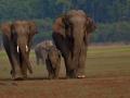Wild tuskers being guided back to their habitat - Hindi News | Wild tuskers being guided back to their habitat | Latest national News at Lokmattimes.com