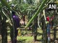 Adivasi couple in Naxalbari village growing dragon fruit to earn profit - Hindi News | Adivasi couple in Naxalbari village growing dragon fruit to earn profit | Latest national News at Lokmattimes.com