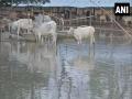 Bihar: Flood makes life miserable for cows at cow-shelter in Madhub - Hindi News | Bihar: Flood makes life miserable for cows at cow-shelter in Madhub | Latest national News at Lokmattimes.com