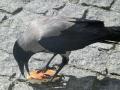 Tihar begins in Nepal with crow worship - Hindi News | Tihar begins in Nepal with crow worship | Latest national News at Lokmattimes.com