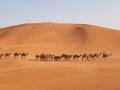 How a social worker rescued Indian camel herders from Saudi Arabia's Empty Quarter - Hindi News | How a social worker rescued Indian camel herders from Saudi Arabia's Empty Quarter | Latest international News at Lokmattimes.com