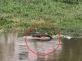 Two crocodiles spotted in Hyderabad's Musi river - Hindi News | Two crocodiles spotted in Hyderabad's Musi river | Latest international News at Lokmattimes.com