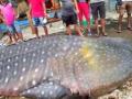 Mumbai fishermen find giant whale shark in net, probe ordered - Hindi News | Mumbai fishermen find giant whale shark in net, probe ordered | Latest maharashtra News at Lokmattimes.com
