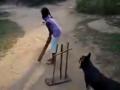 Tendulkar impressed by dog's 'sharp ball catching skills', posts video on social media - Hindi News | Tendulkar impressed by dog's 'sharp ball catching skills', posts video on social media | Latest cricket News at Lokmattimes.com