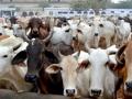 MoU signed with Gates Foundation for improving India's livestock sector - Hindi News | MoU signed with Gates Foundation for improving India's livestock sector | Latest politics News at Lokmattimes.com