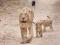 Lioness attacks, injures 3 in Gujarat - Hindi News | Lioness attacks, injures 3 in Gujarat | Latest national News at Lokmattimes.com