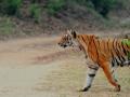 Wildlife exhibition in urban jungle - Hindi News | Wildlife exhibition in urban jungle | Latest national News at Lokmattimes.com