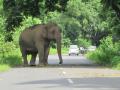 Wild elephant tramples woman to death in Coimbatore - Hindi News | Wild elephant tramples woman to death in Coimbatore | Latest national News at Lokmattimes.com