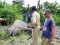Indian Railways rolls out AI system to prevent elephant collision, tenders 981 RKms - Hindi News | Indian Railways rolls out AI system to prevent elephant collision, tenders 981 RKms | Latest technology News at Lokmattimes.com