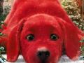 'Clifford the Big Red Dog' sequel in works - Hindi News | 'Clifford the Big Red Dog' sequel in works | Latest entertainment News at Lokmattimes.com