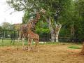Giraffe Lakshmi gives birth to male calf in Mysuru Zoo - Hindi News | Giraffe Lakshmi gives birth to male calf in Mysuru Zoo | Latest international News at Lokmattimes.com