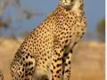Yet another cheetah dies at MP's Kuno - Hindi News | Yet another cheetah dies at MP's Kuno | Latest politics News at Lokmattimes.com