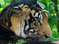 Odisha: Rare melanistic tiger found dead in Similipal Tiger Reserve - Hindi News | Odisha: Rare melanistic tiger found dead in Similipal Tiger Reserve | Latest national News at Lokmattimes.com