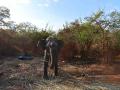Woman dies in K'taka elephant attack - Hindi News | Woman dies in K'taka elephant attack | Latest national News at Lokmattimes.com