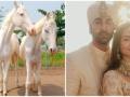 Animal welfare NGO names rescued stallion, mare after Ranbir, Alia - Hindi News | Animal welfare NGO names rescued stallion, mare after Ranbir, Alia | Latest entertainment News at Lokmattimes.com
