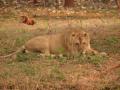 Lioness gives birth to cub in Etawah Lion Safari - Hindi News | Lioness gives birth to cub in Etawah Lion Safari | Latest national News at Lokmattimes.com