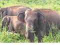 SC seeks Centre's reply on plea for steps to prevent elephant deaths from electrocution - Hindi News | SC seeks Centre's reply on plea for steps to prevent elephant deaths from electrocution | Latest national News at Lokmattimes.com